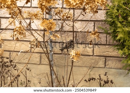 Similar – Foto Bild vertrocknete Hortensienblüte