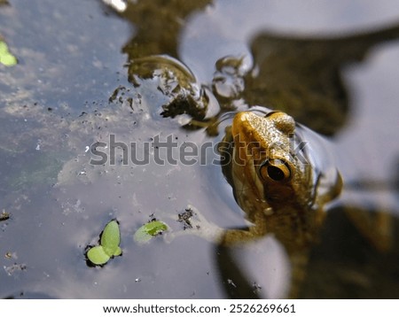 Similar – Foto Bild Lieblingsbaum Umwelt Natur