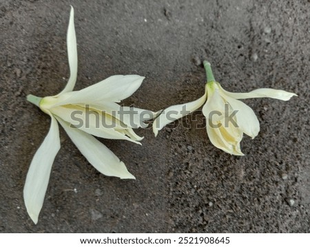 Similar – Foto Bild unter der Magnolie