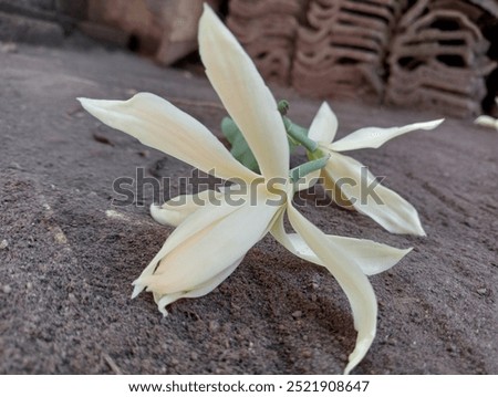 Similar – Foto Bild unter der Magnolie