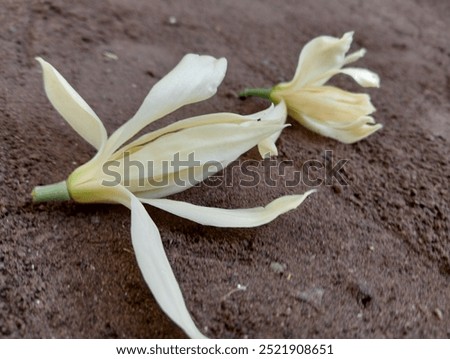 Similar – Foto Bild unter der Magnolie