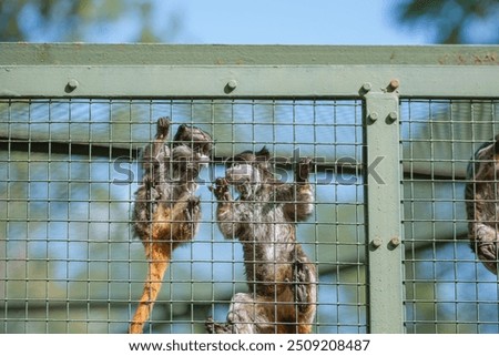 Similar – Image, Stock Photo Apes behind bars