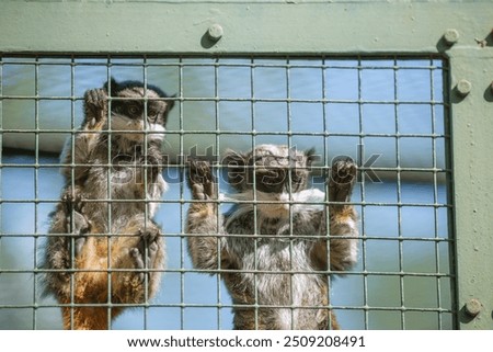 Similar – Image, Stock Photo Apes behind bars