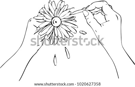 two female hands cut off petals on a big daisy, fortune-telling on a flower, a contour drawing