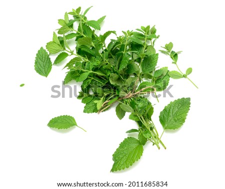 tied stalks of fresh mint in a bunch isolated on white background, green leaves, top view Foto stock © 