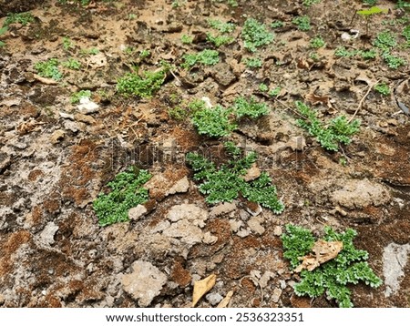 Similar – Image, Stock Photo green Plant stones clinker