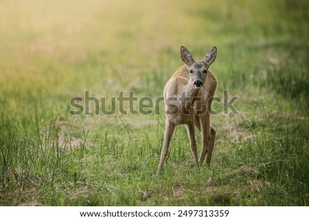 Similar – Foto Bild Rehblick Wiese Wildtier