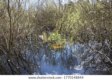 Similar – Image, Stock Photo Wet chaos Mysterious Grass