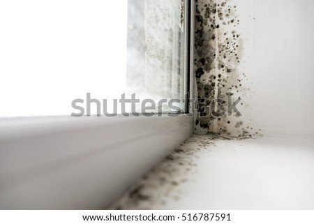 mold in the corner of the window 商業照片 © 