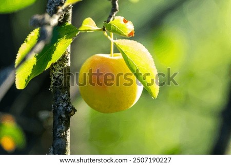 Similar – Image, Stock Photo Ripe yellow plums hanging from the tree.