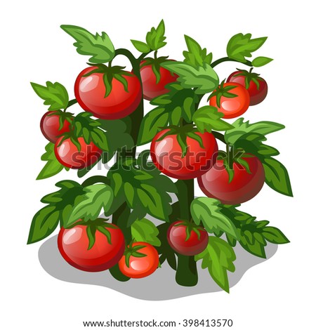 Growth And Ripening Tomato. Plants Isolated On White Background ...