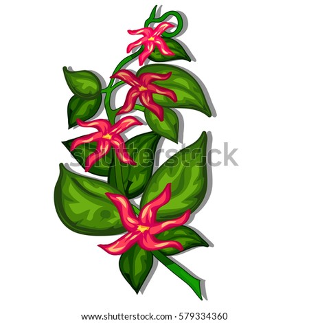 Branch with red flowers with long petals isolated on a white background. Desmos chinensis red (dwarf ylang-ylang). Vector cartoon close-up illustration.
