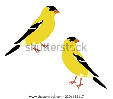 Set of  American goldfinch (Spinus tristis). Yellow bird isolated on white background. Vector illustration.