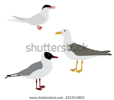 Set of Laridae bird. Arctic tern, Black-headed gull, European herring gull. Seagull isolated on white background. Seabird of Europe. Vector illustration.