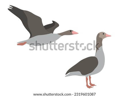 Set of Greylag (graylag) goose bird. Anser anser isolated on white background. Fly. The waterfowl family Anatidae. Vector illustration.