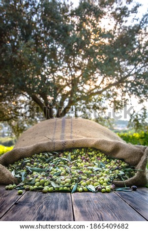 Similar – Image, Stock Photo Olive harvester Harvest