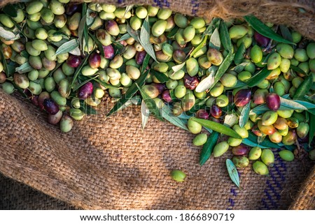 Harvested fresh olives in sacks in a field in Crete, Greece for olive oil production.