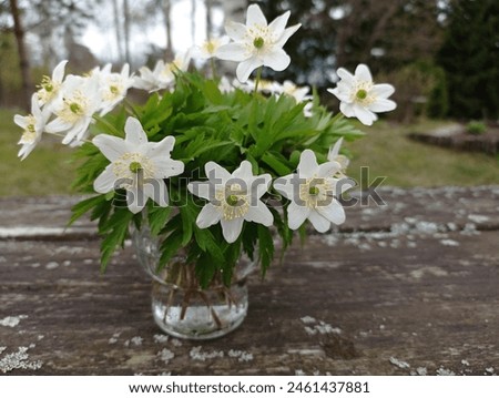 Similar – Image, Stock Photo wood anemone Wood anemone