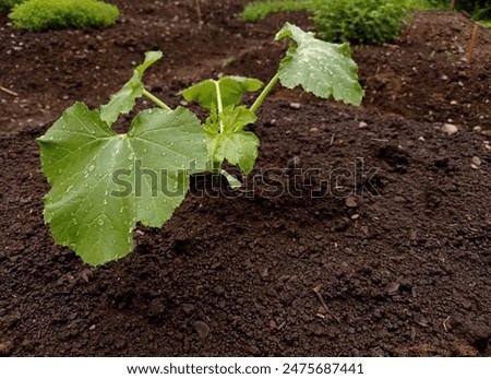 Similar – Image, Stock Photo Zucchini seedlings on a pink garden table, rosemary is in bloom, garden tools are ready for use