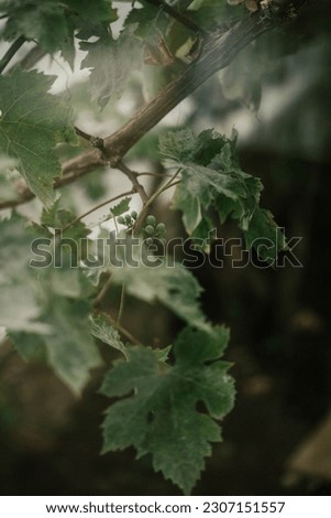 Similar – Image, Stock Photo greenhouse Heligan