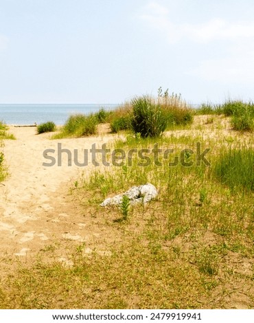 Similar – Image, Stock Photo Dune grass at the Baltic Sea beach