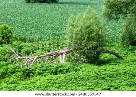 Similar – Image, Stock Photo Foreground of a dead stick, with a defocused bacground of a woman posing