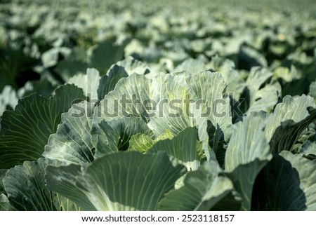 Similar – Image, Stock Photo harvest time Field