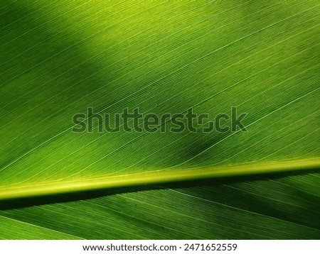 Similar – Image, Stock Photo Close up of Green Fern