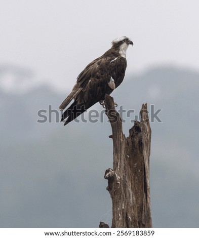 Similar – Image, Stock Photo Hawk sitting on tree branch in forest