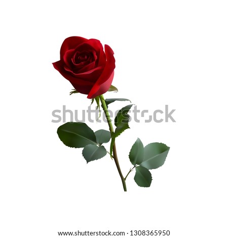 red rose with green leaves on a long green stem on a white background