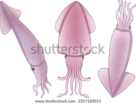 Fresh squid illustration set. Seafood set concept.
