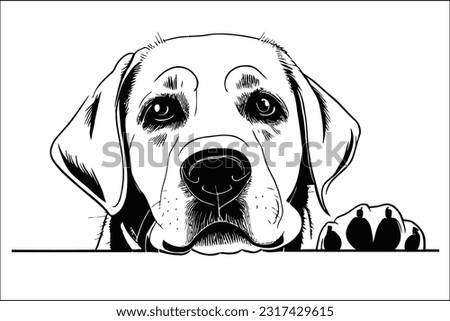 Irresistible Labrador: Capture the allure of this breed with a Labrador dog's head peeking, showcasing its soulful eyes and friendly expression. Perfect for your creative projects. EPS file available