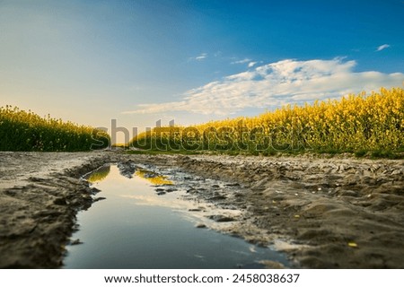 Similar – Image, Stock Photo Yellow golden canola field in the summertime