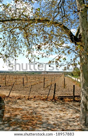 vineyard in Evora, Portugal