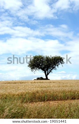 lonely tree in alentejo - portugal - zen landscape