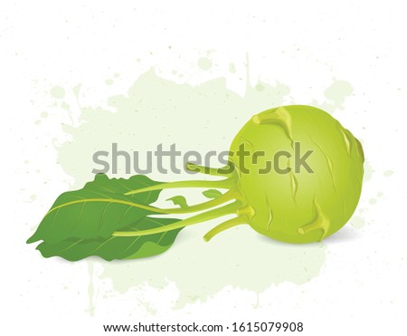 Kohlrabi root vector illustration with kohlrabi root green leaves