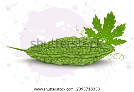 Bitter gourd vegetable vector illustration Foto stock © 