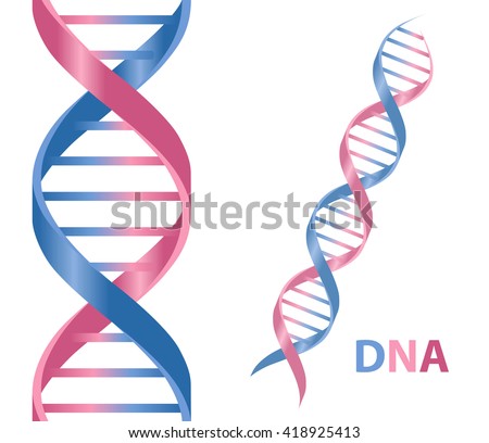 Dna icon. Dna symbol. Dna helix symbol. Gene icon. Vector illustration on white background