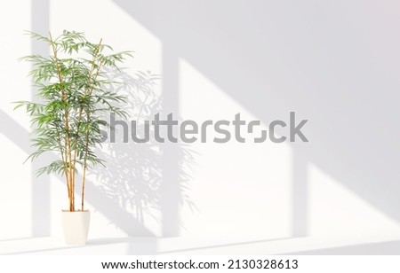 Realistic 3D render of a beautiful potted chinese bamboo in an empty room with morning sunlight, leaves and window frame shadow on white wall in background. Home, Tradition, Lucky plants, Zen, Japan Stok fotoğraf © 
