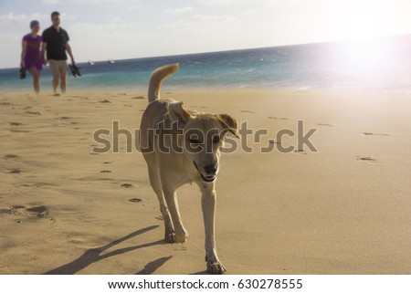 Similar – Foto Bild Zwei Gauner Haustier Hund