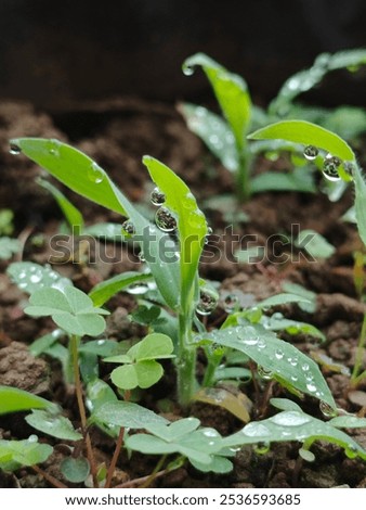 Similar – Foto Bild Nach dem Regen, im Sonnenlicht, ein Pferd auf der Koppel