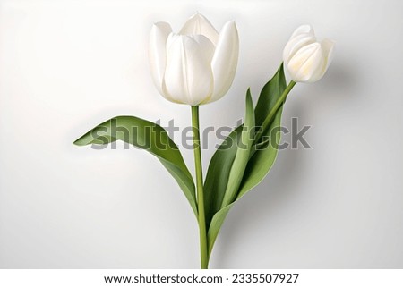 Similar – Image, Stock Photo Bouquet of white tulips in a vase