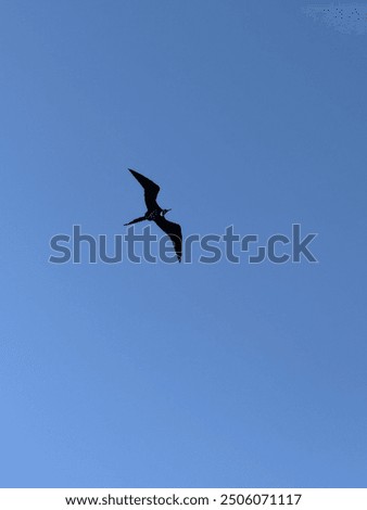 Similar – Image, Stock Photo Flying male frigate bird in the Galapagos Islands