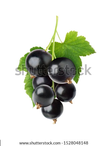 Image, Stock Photo Ripe black currants hanging on the bush