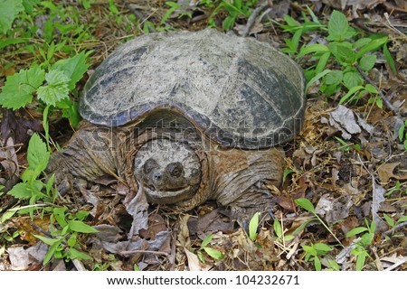 A very large common snapping turtle, (Chelydra serpentina) on his way through the grass in the early spring