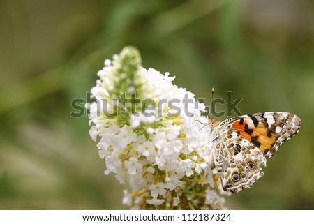 The underside view of a Painted Lady (Vanessa cardui ) Butterfly on a Butterfly Bush (Buddleja davidii).