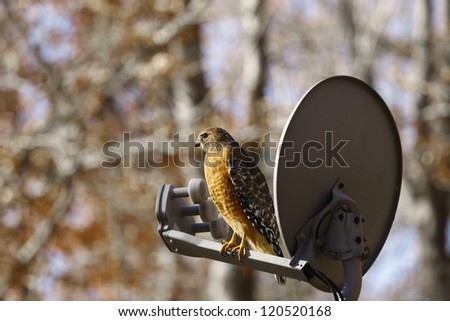 A Red-shouldered Hawk perched on a satellite dish scanning the area for his prey in the woods