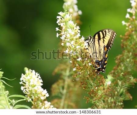 An Eastern Tiger Swallowtail Butterfly on a white Butterfly Bush (Buddleja davidii) bloom during the summer.