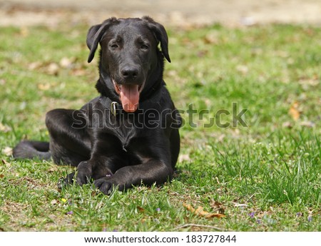 Gizmo the black/brown lab mix outside in the grass enjoying the weather on a spring day.