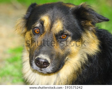 A portrait of a stunned looking Bear the German Shepherd Rottweiler mix outside on a summer day